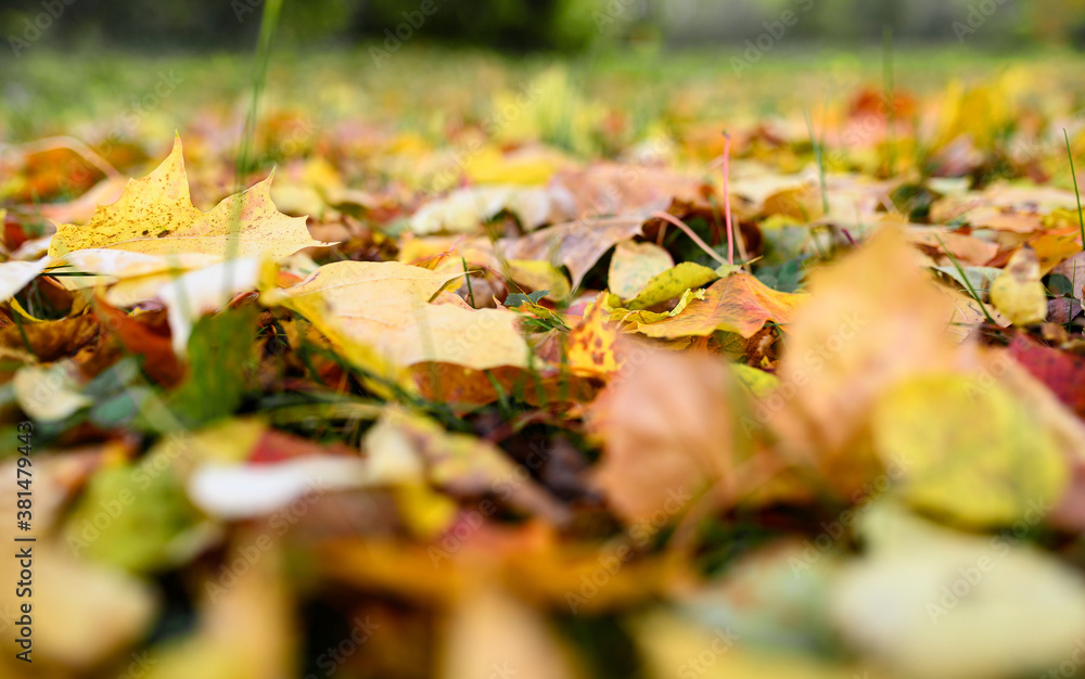 Colorful maple leaves lie on the grass in autumn. Colorful maple leaves lie on the grass in autumn.