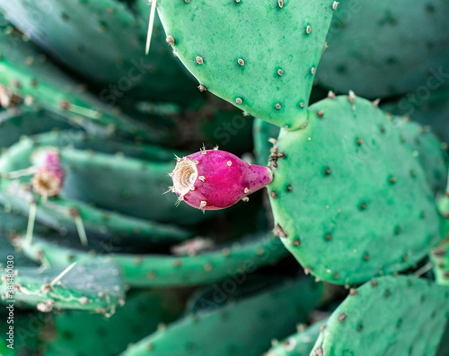 Red cactus fruit close up. Prickly pear, Opuntia. Natural background photo