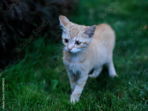 Close-up potrtait of cute rusty kitten. Felis silvestris f. catus.