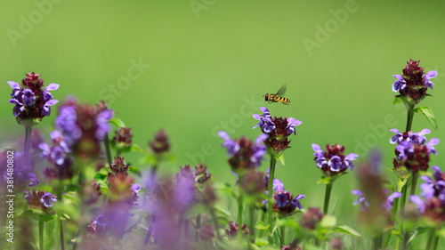 Moody photo. A syrphid hovering above a blooming meadow full of prunellas on a neutral green background. Hoverfly and Common self-heal, Syrphydae, Prunella vulgaris.