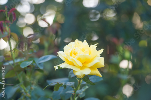 Beautiful yellow rose blossom grow in summer garden on natural blurred background, flower