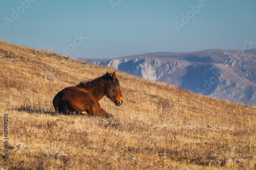 Foal in the mountains. A young brown stallion stands in a mountain pasture. The mountains and sky are in the background.