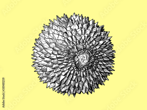 Durian drawing on top illustration on yellow BG
