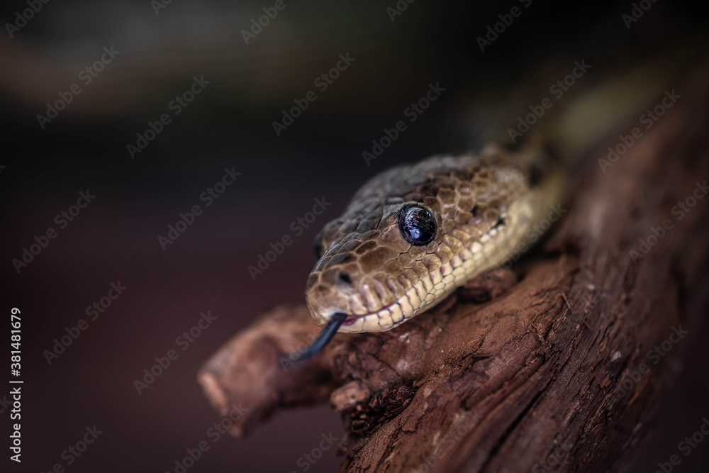 Cuban tree boa. Chilabothrus angulifer is a boid species found in Cuba and on some nearby islands. Cuban tree boa. Chilabothrus angulifer is a boid species found in Cuba and on some nearby islands.