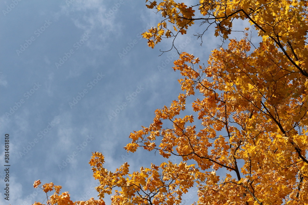 Golden maple foliage against a blue sky with clouds on an autumn sunny day. Yellow maple leaves bottom view. Autumn background. Space for text.