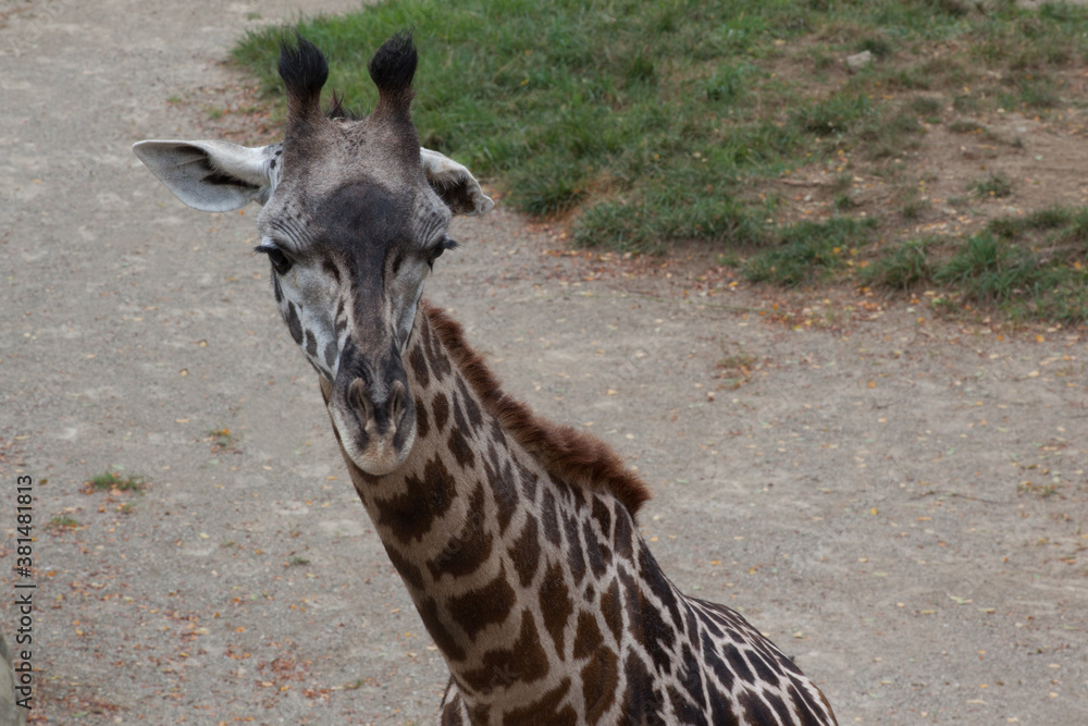 Obraz premium Giraffe with spots outdoors