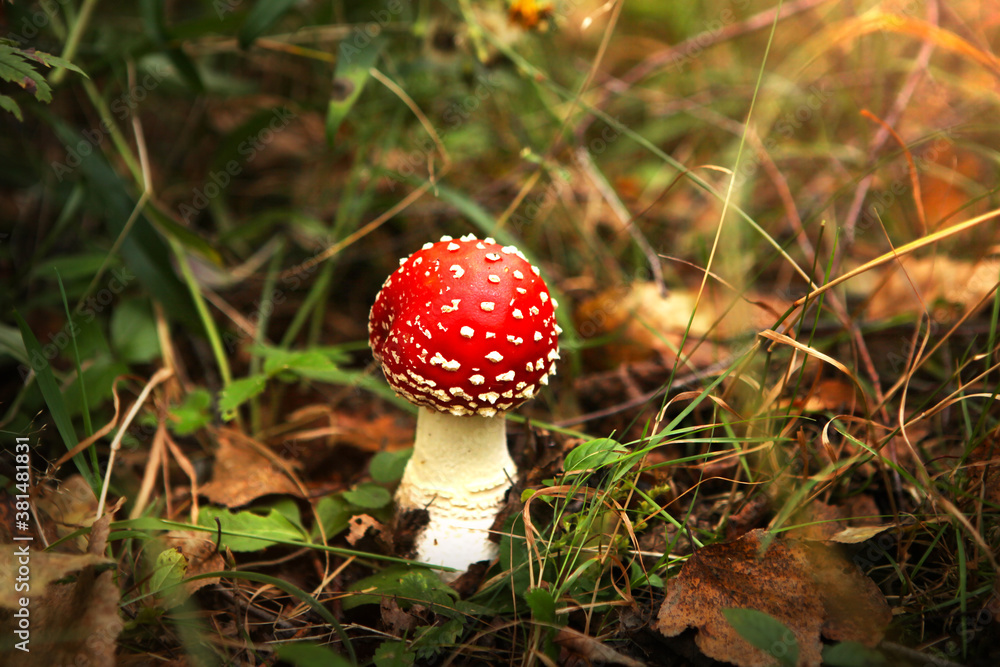 Amanita poisonous mushroom, with a bright red cap, against the background of lazy vegetation, close-up. Amanita poisonous mushroom, with a bright red cap, against the background of lazy vegetation, close-up.