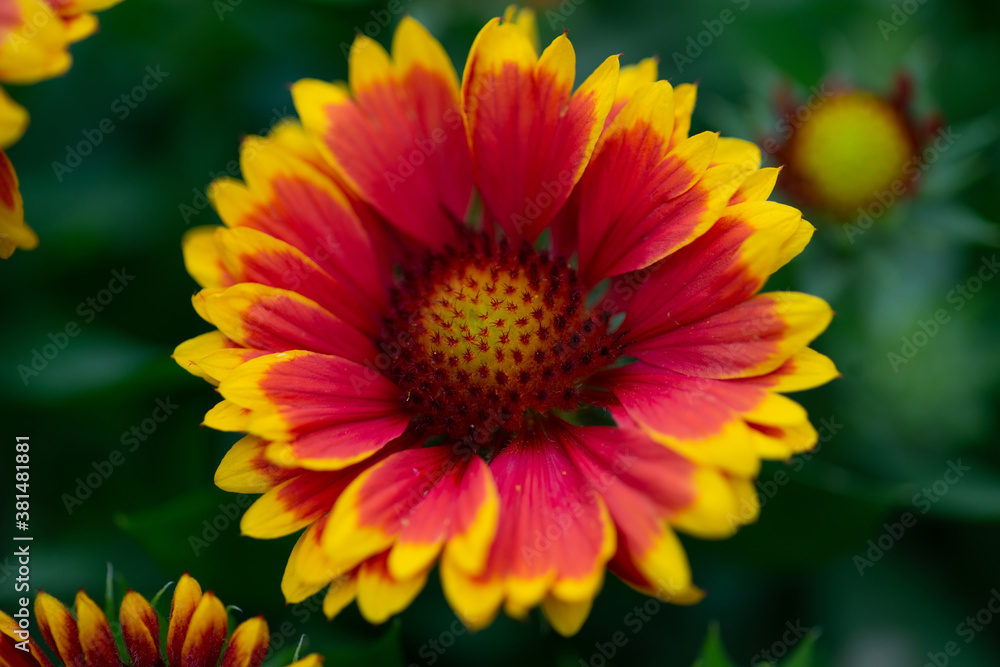 Red and Yellow Flower 2 Red and Yellow Flower 2