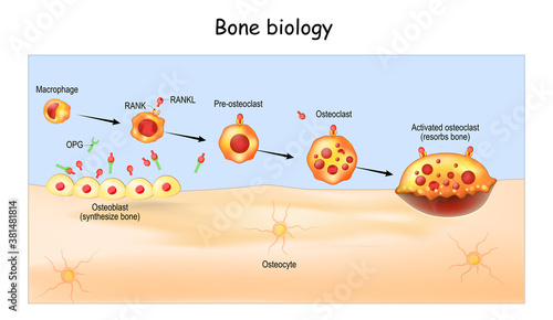 Bone Biology. Role of RANK, RANKL, and OPG. bone remodeling. photo