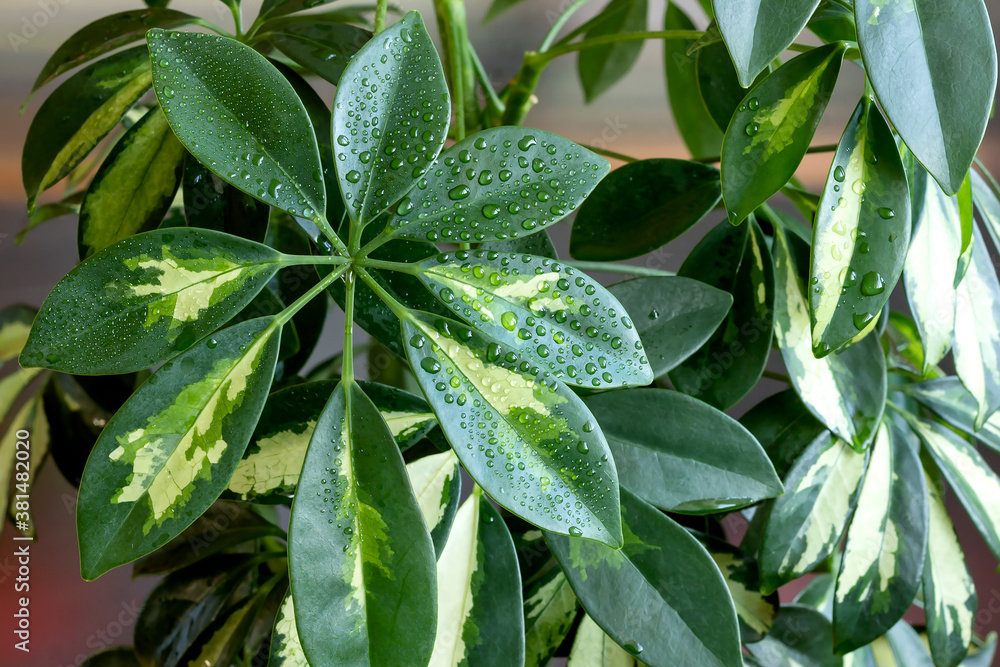 Variegated foliage of a chefler's home flower after daily spraying, a relaxing plant. Variegated foliage of a chefler's home flower after daily spraying, a relaxing plant.