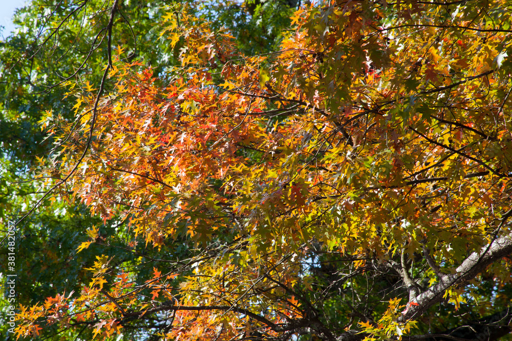 Autumn tree with orange leaves Autumn tree with orange leaves