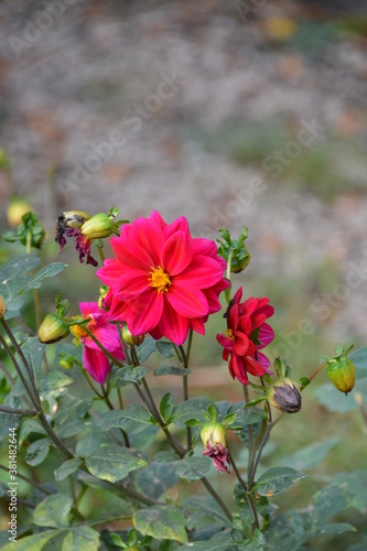 flowers in the garden