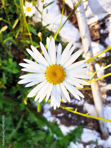 chamomel flower in the garden photo