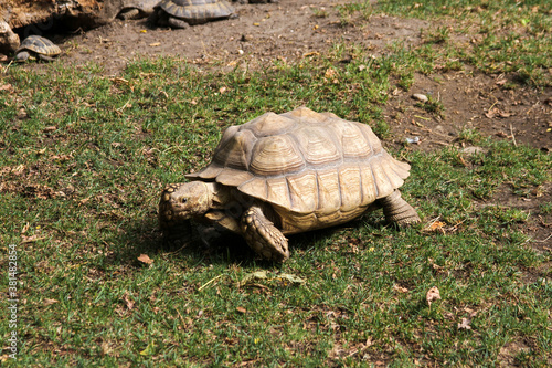 A turtle walking on grass in the middle.