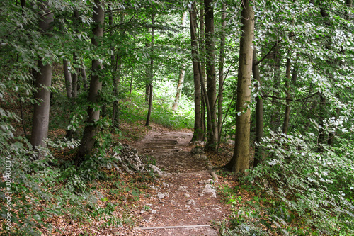 Road in the middle of a forest in the summer.