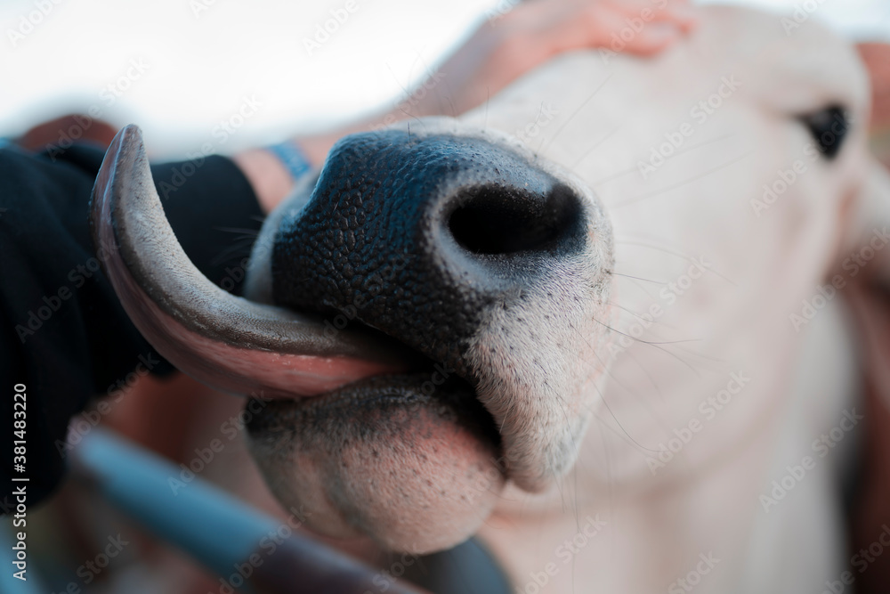 Cow tongue
