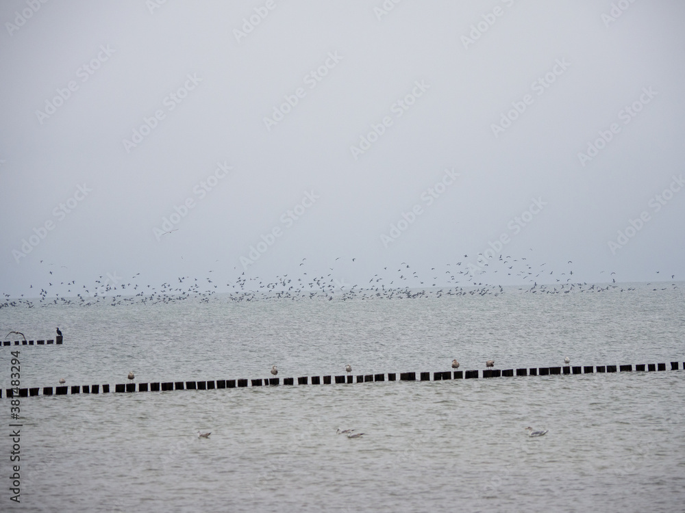 large flock of birds flies over the Baltic Sea large flock of birds flies over the Baltic Sea