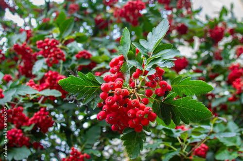 Red berries on a plant, surrounded by green leaves, partly in focus. 
