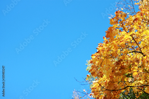 Autumn bright maple leaves against a clear blue sky on a Sunny September day and a place for text on the left. Indian summer. Autumn background. Space for text.