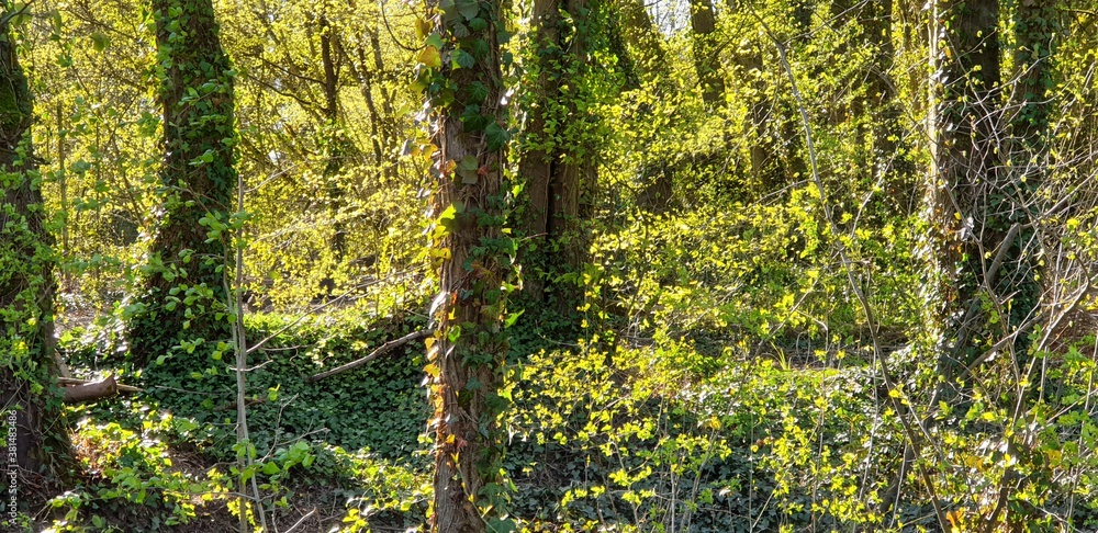 Obraz premium foret 