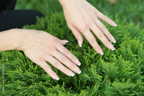 Female hands with perfectly groomed nails on natural evergreen foliage background, manicure © be free
