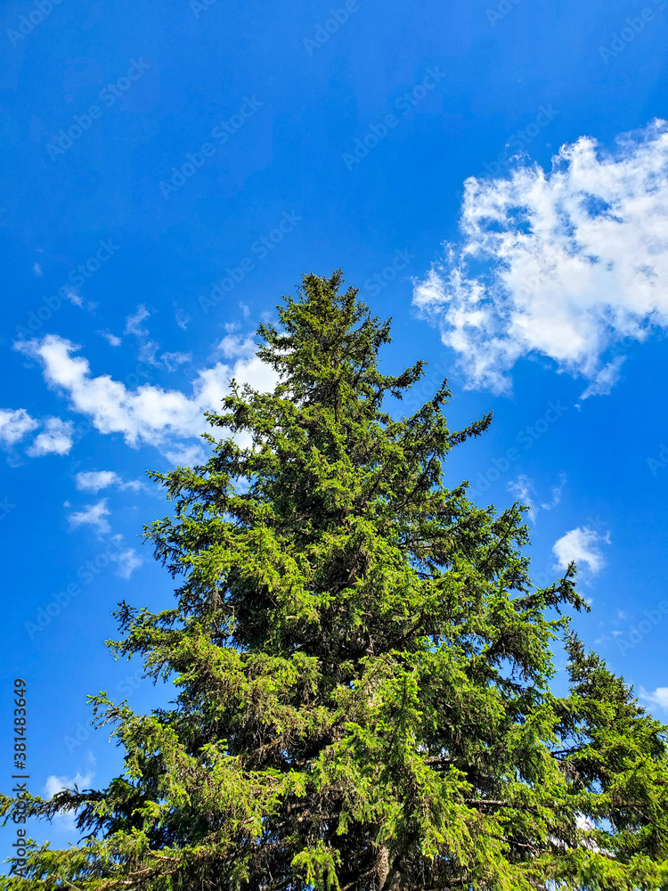 Beautiful Christmas tree on a blue sky background on a Sunny clear day. Beautiful Christmas tree on a blue sky background on a Sunny clear day.
