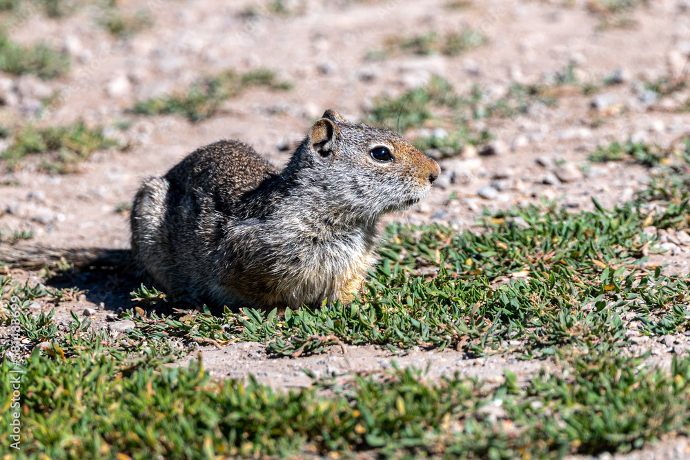 Uinta ground squirrel (Urocitellus armatus), Grand Teton National Park Uinta ground squirrel (Urocitellus armatus), Grand Teton National Park