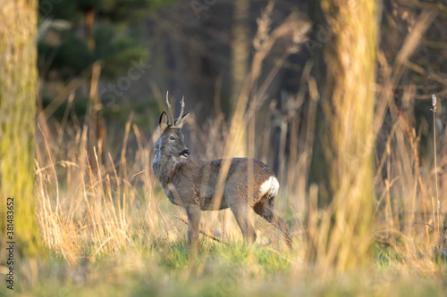 Fototapeta Naklejka Na Ścianę i Meble -  Roe deer in the forest. European wildlife nature. Male deer stay calm. 