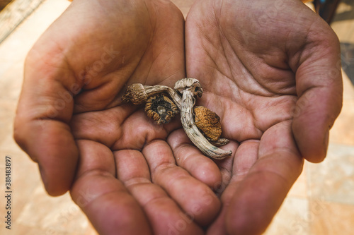 Psilocybin mushroom. Dried hallucinogenic magic mushrooms. Shrooms in human hands