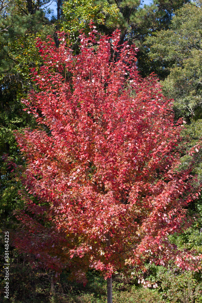 Red fall leaves on a tree