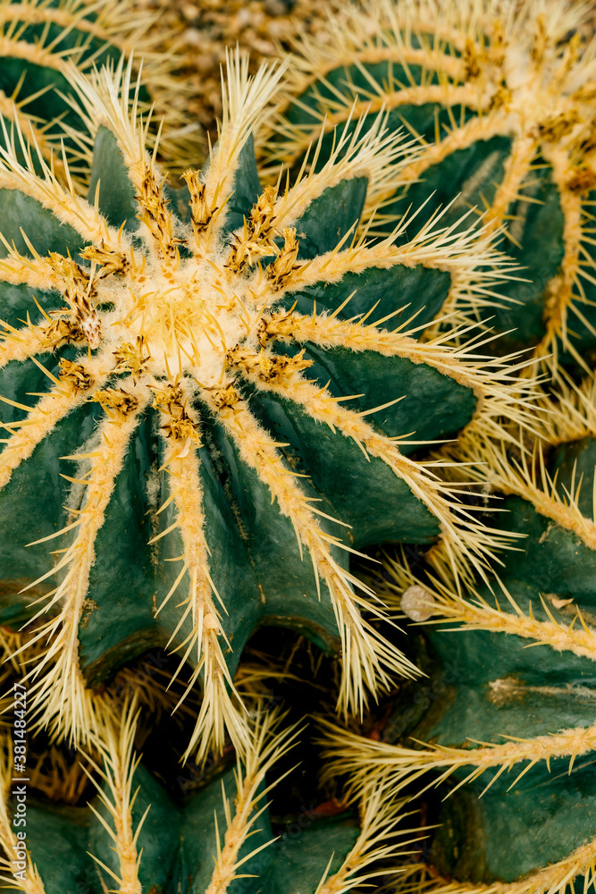 Close up of green and yellow cactus plant Close up of green and yellow cactus plant