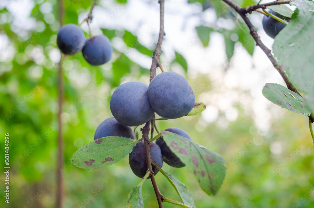 Berries of wild plum - a sloe