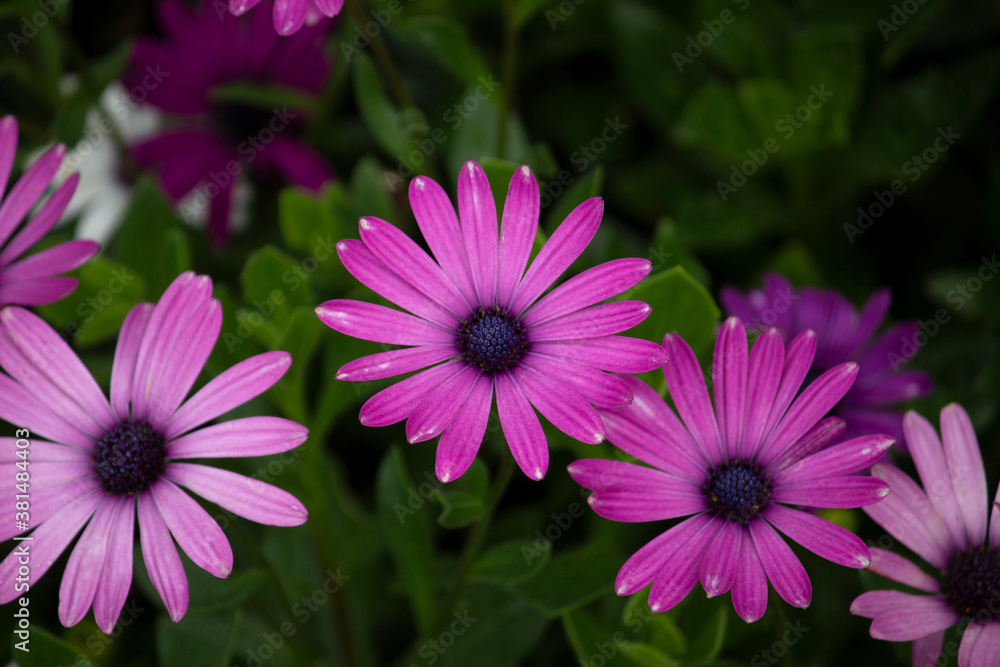Obraz premium Brightly colored African daisy flowers