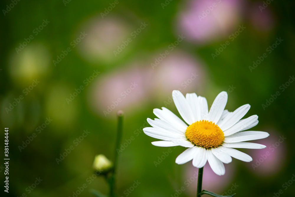Obraz premium A single white marguerite flower