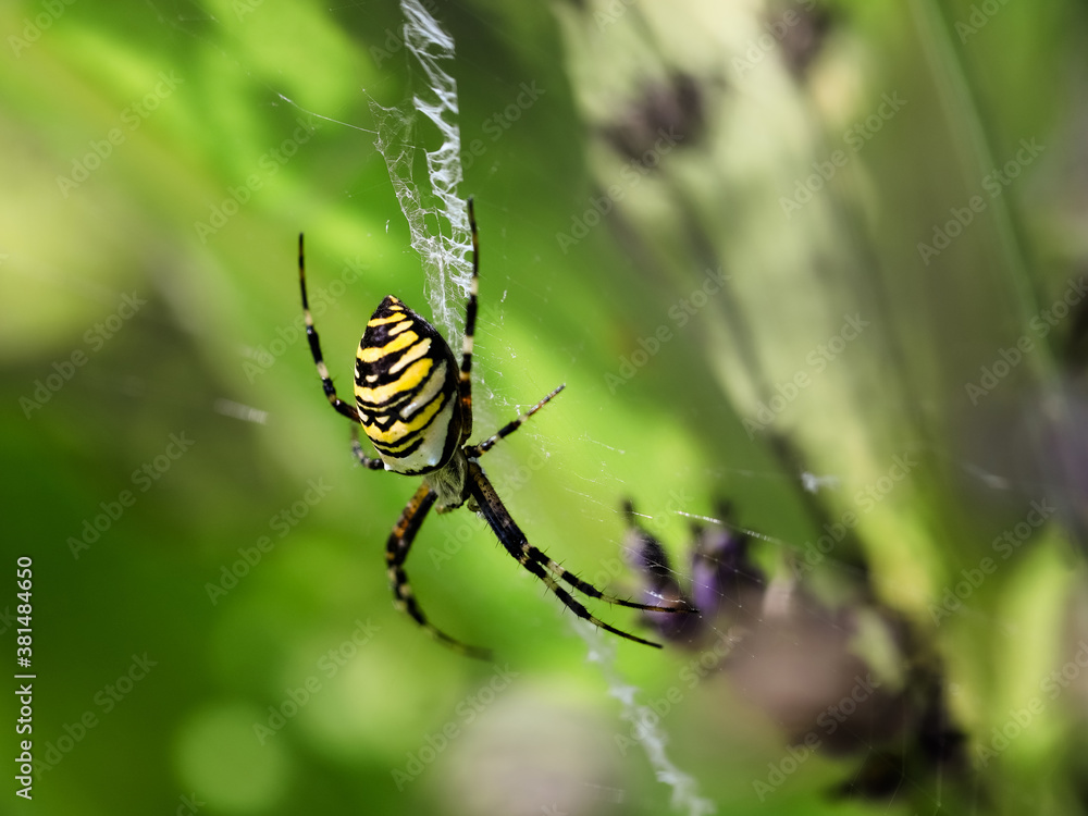 A female of Wasp spider in natural environment. Czech Republic. Argiope bruennichi. A female of Wasp spider in natural environment. Czech Republic. Argiope bruennichi.