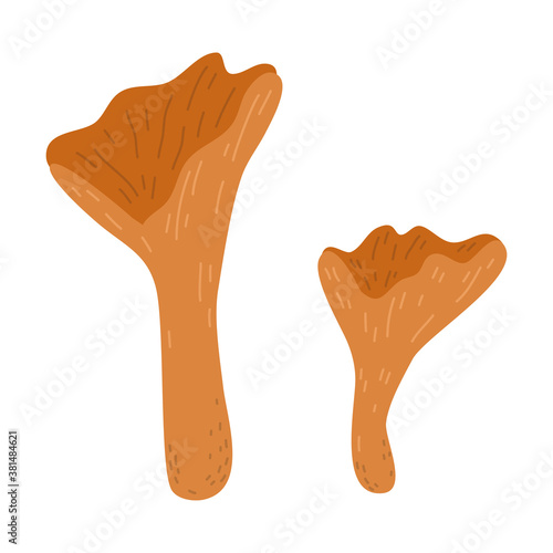 Edible red chanterelles mushrooms growing in autumn season in forest