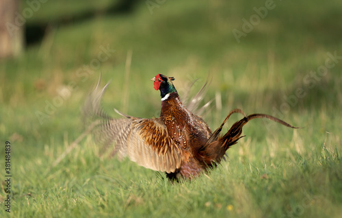 Common pheasant walk on the meadow. Pheasant during the spring season. European wildlife nature. 