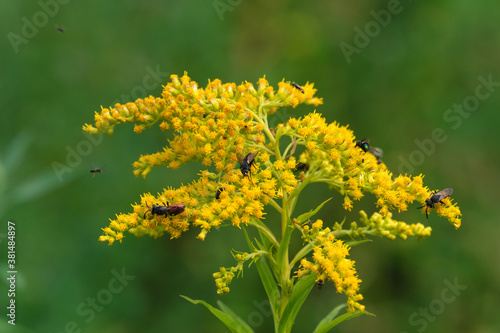 A nature photo of different insects on yellow blossoms of a goldenrod - Stockphoto