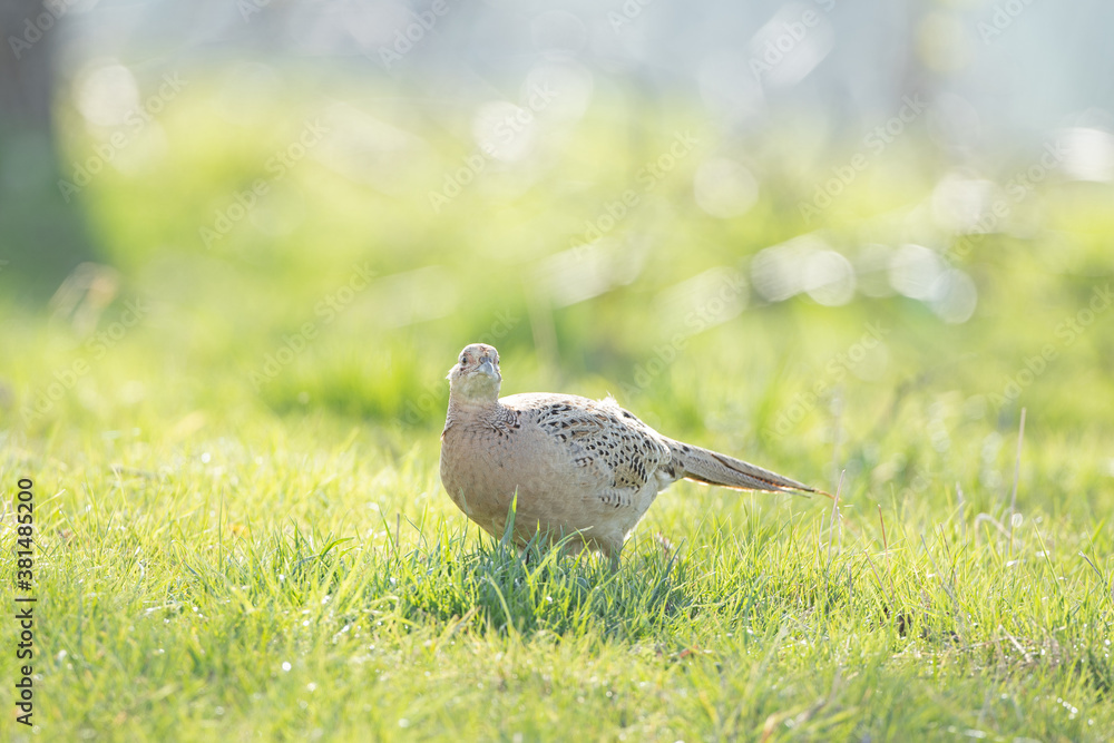 Common pheasant walk on the meadow. Pheasant during the spring season. Partridge searching for food. European wildlife nature. Common pheasant walk on the meadow. Pheasant during the spring season. Partridge searching for food. European wildlife nature.