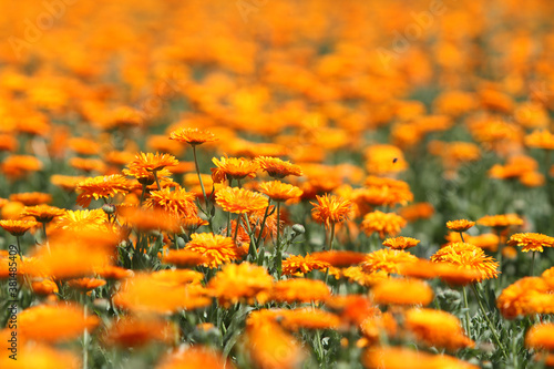 Ringelblumen auf dem Feld