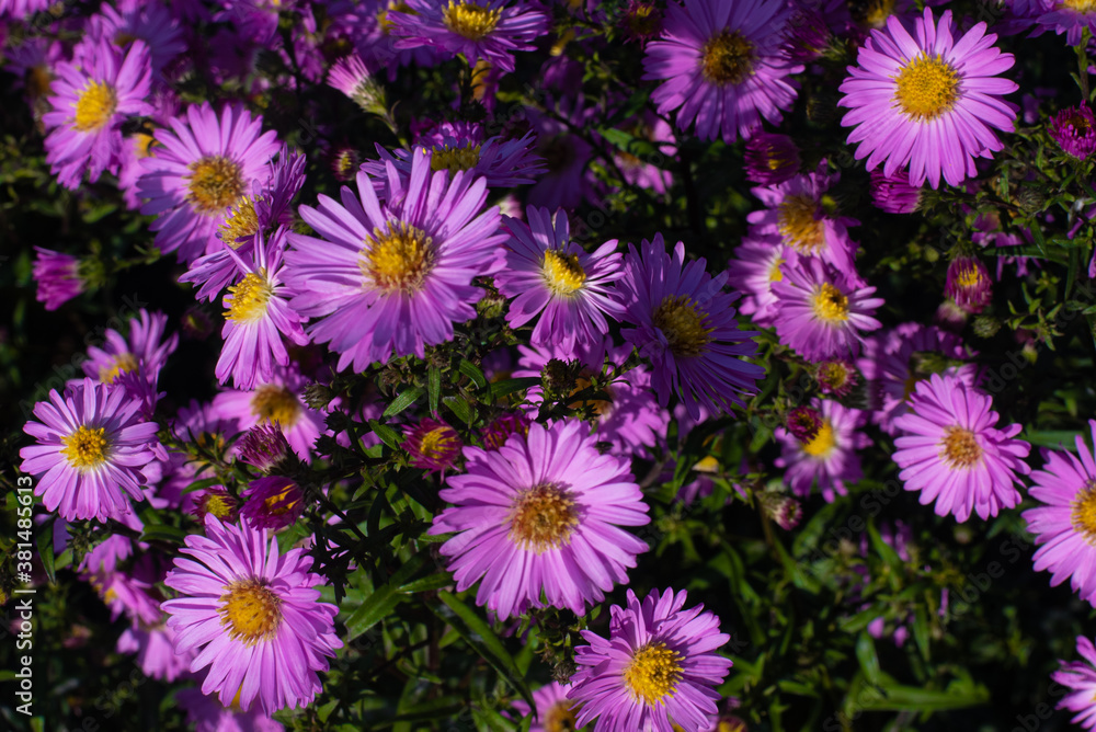 bush of autumn pink flowers in the garden bush of autumn pink flowers in the garden