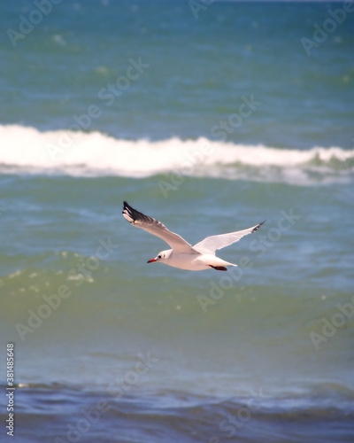 A Seagull flying over the sea