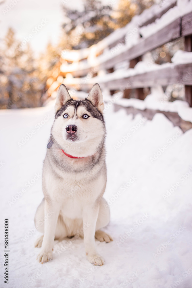young husky with a red collar sits in the snow looking towards the camera
