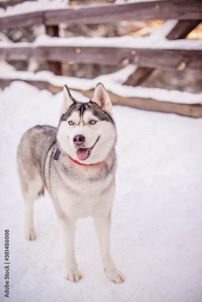 Fototapeta premium young husky with a red collar on the snow looks towards the camera shows his tongue