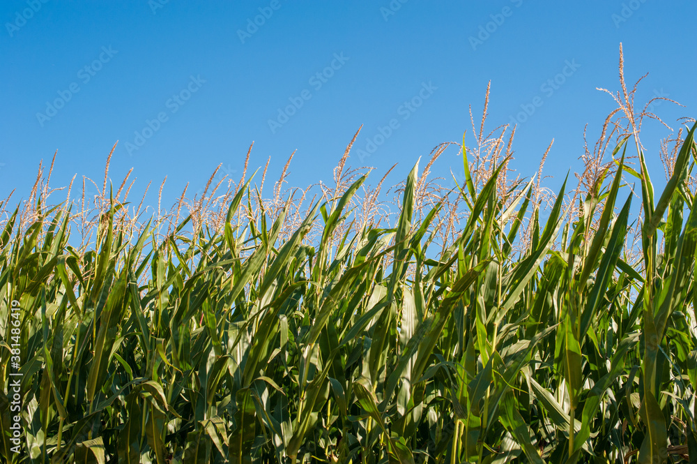 Green corn plants against the blue sky, tall stems Green corn plants against the blue sky, tall stems