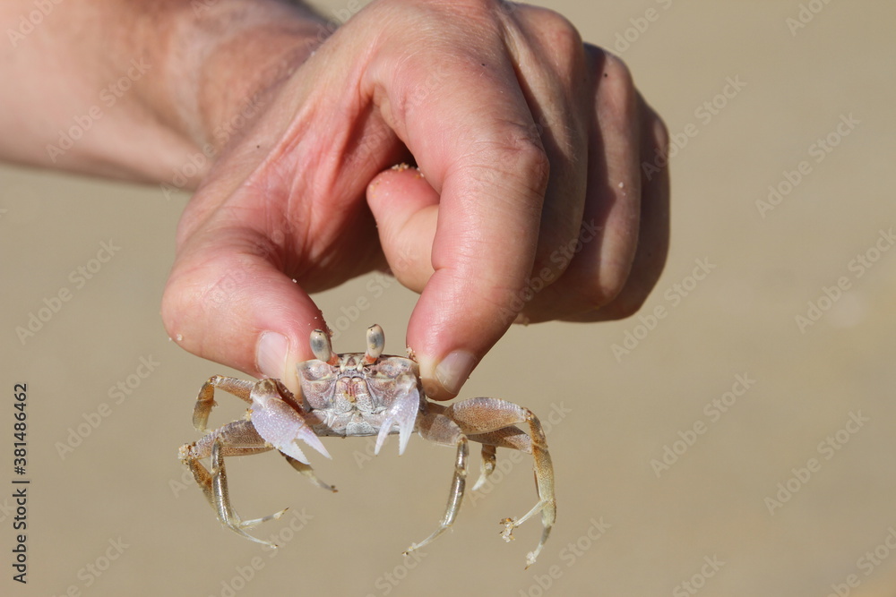 Crab held by fingers on the beach