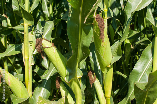 ripening corn, cobs and leaves close up