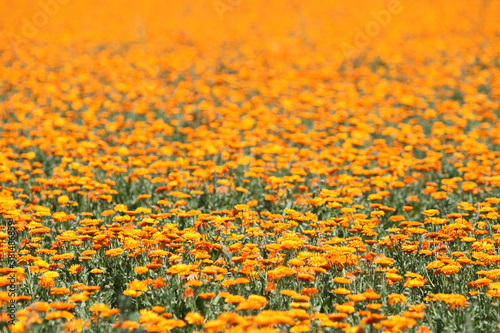 Ringelblumen auf dem Feld
