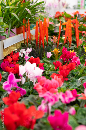 Cyclamen and Guzmania blossom with red flowers. Flower shop vertical photo