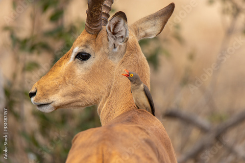 Schilderij op canvas Oxpecker sitting on an impala